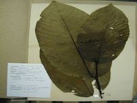 Herbarium sample